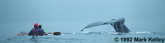 Kayakers and Whale  – Image 2005