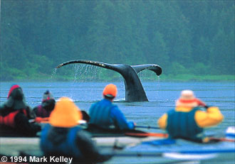 Kayakers watch a humpback whale in Icy Strait  – Image 2021