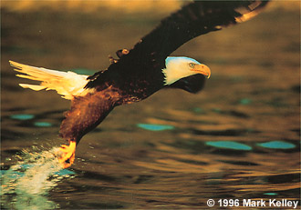 A bald eagle skims the water’s surface in the waters around Juneau, Alaska  – Image 2026