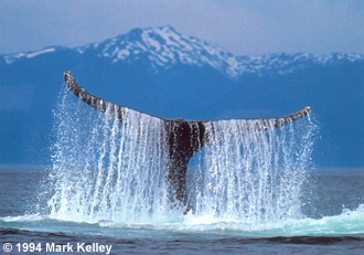 A humpback whale engages in fluke slapping in Icy Strait  – Image 2030