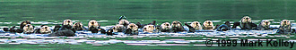 Sea otter raft  – Image 2037
