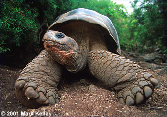 Giant tortoise, Charles Darwin Research Station, Galapagos Islands, Ecuador  – Image 2089