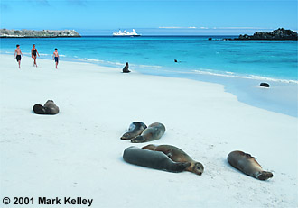 Sea lions, Hood Island, Galapagos Islands, Ecuador  – Image 2090