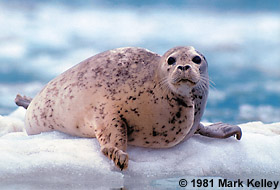 Harbor seal, Glacier Bay National Park, Alaska  – Image 2105