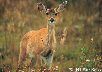 Sitka black-tailed deer, Prince of Wales Island  – Image 2107