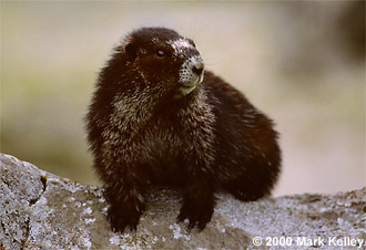 Hoary Marmot, Dundas Bay, Alaska  – Image 2111
