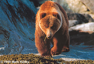 Brown Bear, Glacier Bay National Park, Alaska  – Image 2219