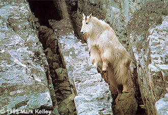 Mountain Goat, Glacier Bay National Park, Alaska  – Image 2220