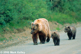Brown bear mom and cubs, Denali National Park, Alaska  – Image 2221