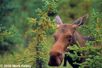Cow Moose, Denali National Park, Alaska  – Image 2222