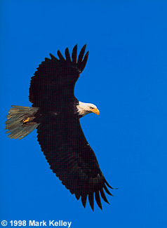 Bald Eagle, Southeast Alaska  – Image 2229