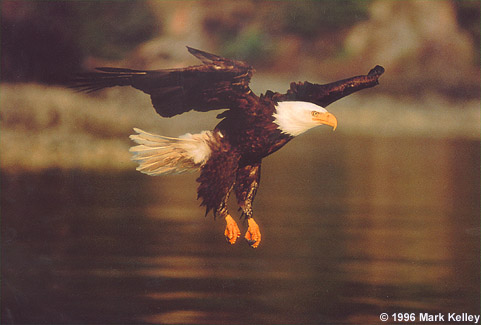 Bald Eagle in Dive, Southeast Alaska  – Image 2242