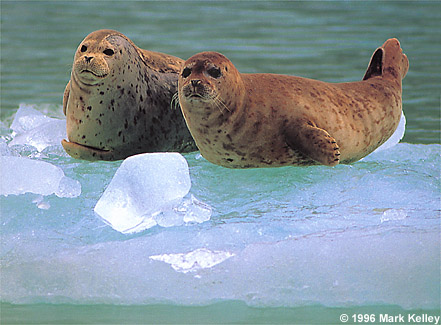 Seals on Ice, Tracy Arm National Wilderness, Southeast Alaska  – Image 2244