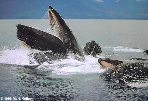 Humpback whales, Stephens Passage, Alaska  – Image 2247