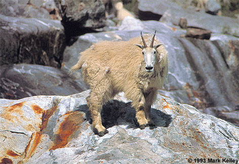 Mountain Goat, Tracy Arm, Alaska  – Image 2249