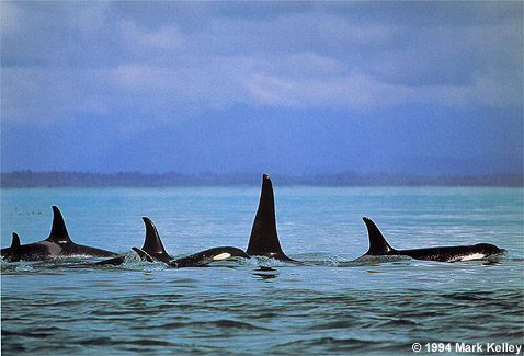 Killer Whales, Icy Strait, Alaska  – Image 2250