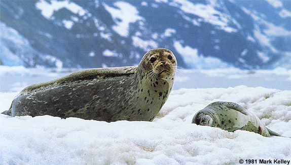 Seal mother and pup, Johs Hopkins Inlet, Glacier Bay National Park, Alaska  – Image 2253