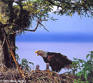 Eagle Nest, Icy  Strait, Alaska  – Image 2257