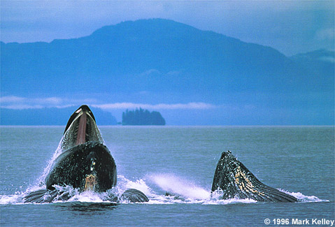 Humpback Whales, Stephens Passage, Alaska  – Image 2259