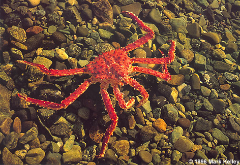 King Crab, Underwater, Juneau, Alaska  – Image 2262