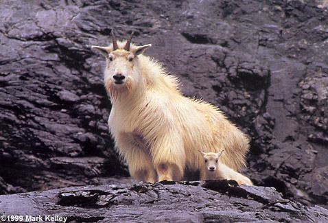 Mountain Goats, Gloomy Knob, Glacier Bay National Park, Alaska  – Image 2267