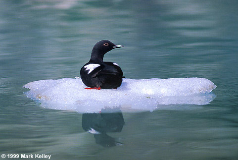 Pigeon Guillemot, Glacier Bay National Park, Alaska  – Image 2269