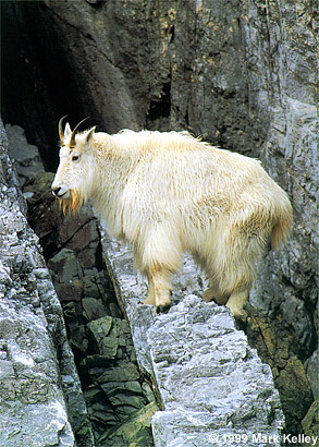 Mountain Goat, Glacier Bay National Park, Alaska  – Image 2312