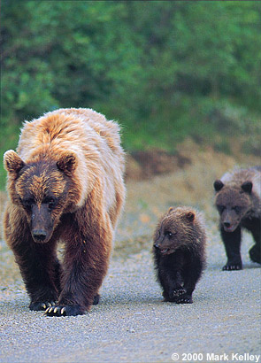Grizzly Bear, Denali National Park, Alaska  – Image 2316