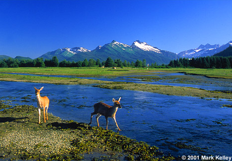 Sitka Black-tail Deer, Juneau, Alaska  – Image 2319
