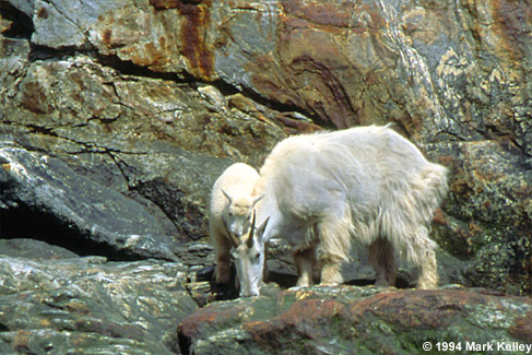 Mountain Goats, Tracy Arm, Alaska  – Image 2322