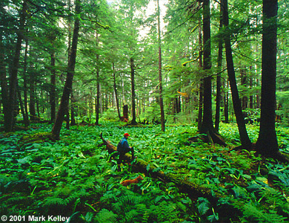 Old Growth Forest, Admiralty Island, Funter Bay, Alaska  – Image 2323