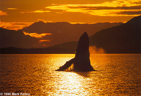 Breaching Whale, Stephens Passage, Southeast Alaska  – Image 2336
