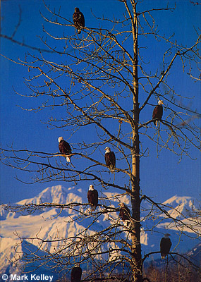 Bald Eagles, Chilkat River Valley, Haines, Alaska  – Image 2345