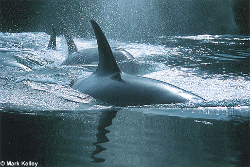 Killer Whales, Lynn Canal, Southeast Alaska  – Image 2359