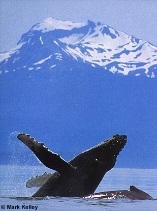 Humpback Whale Breach, Icy Strait, Southeast Alaska  – Image 2360