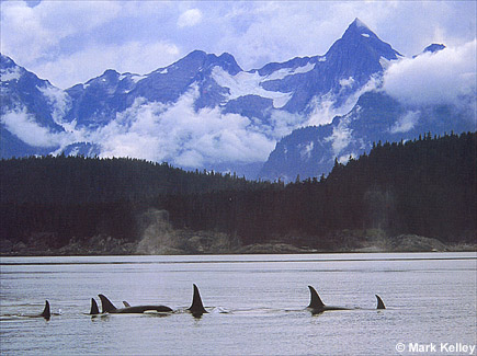 Killer Whales, Lynn Canal, Southeast Alaska  – Image 2361