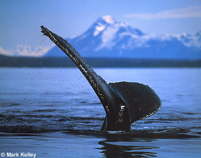 Humpback Whale Fluke, Icy Strait, Southeast Alaska  – Image 2363