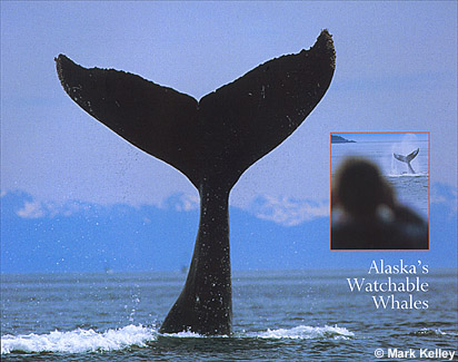 Humpback WhaleTail, Icy Strait, Southeast Alaska  – Image 2364