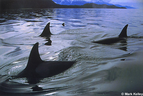 Killer Whale Fins, Lynn Canal, Southeast Alaska  – Image 2365