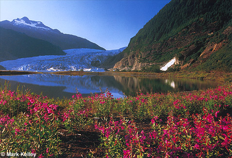 Dwarf Fireweed, Mendenhall Glacier, Juneau, Southeast Alaska  – Image 2372