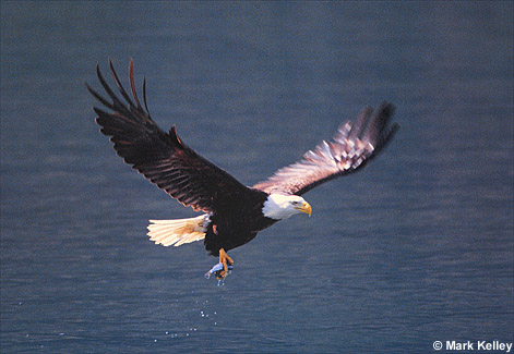 Bald Eagle, Southeast Alaska  – Image 2374
