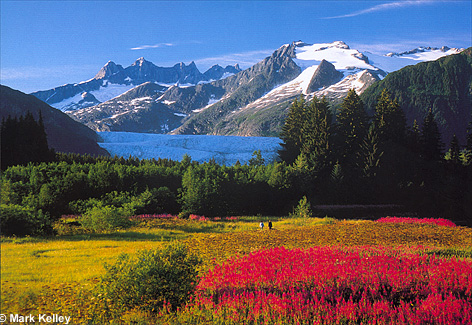 Fireweed, Mendenhall Glacier, Juneau, Alaska  – Image 2378