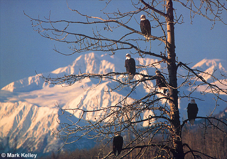 Bald Eagles, Chilkat River, Haines, Southeast Alaska  – Image 2388