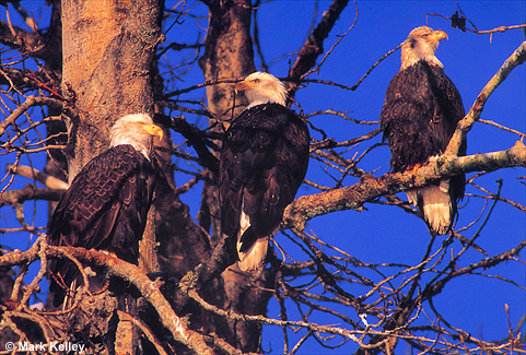 Bald Eagles, Chilkat Eagle Preserve, Haines, Alaska  – Image 2395