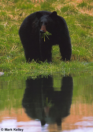 Black Bear, Glacier Bay National Park, Alaska  – Image 2408