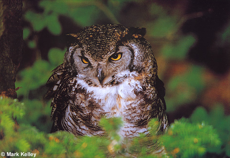 Owl, Sitka Raptor Center  – Image 2416