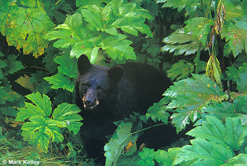 Black Bear by Governor’s Mansion, Juneau, Alaska  – Image 2419