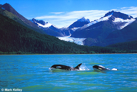 Killer Whales, Juneau, Alaska  – Image 2421