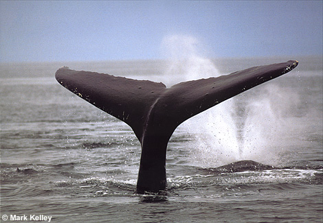 Humpback Whales, Chathan Strait, Southeast Alaska  – Image 2424