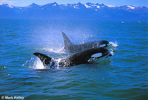 Killer Whale Duo, Lynn Canal, Southeast Alaska  – Image 2427